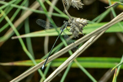 Chlorolestes tessellatus