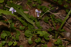 Viola banksii