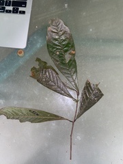 Franciscodendron laurifolium