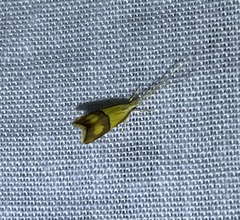 Crocanthes prasinopis