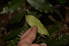 Melodinus australis
