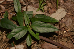 Pseuderanthemum variabile