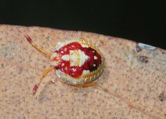 Lestoniidae