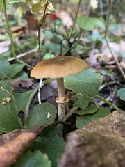 Conocybe arrhenii
