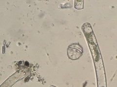 Miozoa