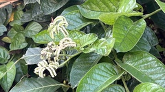 Heliotropium sarmentosum