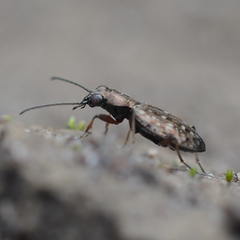 Asaphidion caraboides