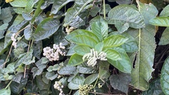 Heliotropium sarmentosum