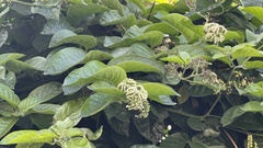 Heliotropium sarmentosum