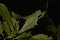 Polyosma cunninghamii