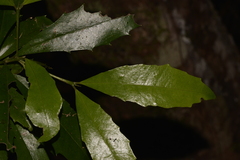 Polyosma cunninghamii