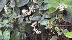 Heliotropium sarmentosum