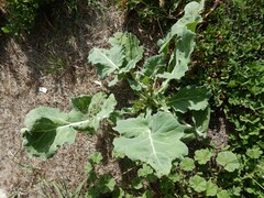 Brassica oleracea