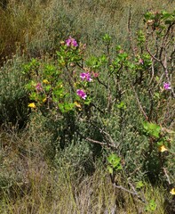 Pelargonium cucullatum strigifolium