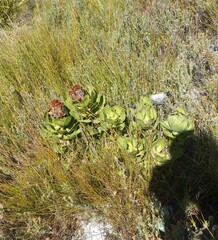 Protea speciosa
