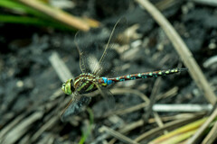 Zosteraeschna minuscula