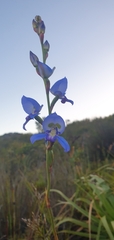 Disa graminifolia