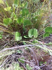 Centella eriantha