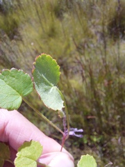 Centella eriantha