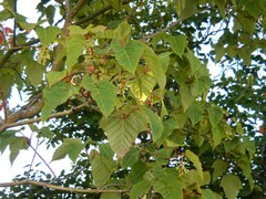 Acer capillipes