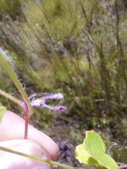Centella eriantha