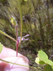 Centella eriantha