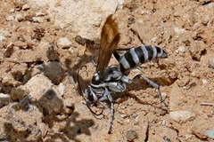 Turneromyia