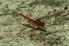 Crocothemis sanguinolenta