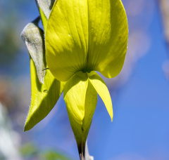 Crotalaria