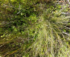 Centella eriantha