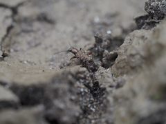 Asaphidion caraboides