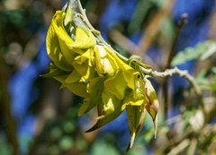 Crotalaria
