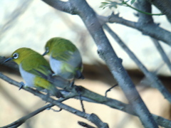 Zosterops palpebrosus