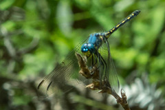 Trithemis stictica