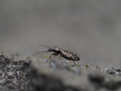 Asaphidion caraboides
