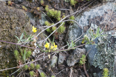 Medicago prostrata