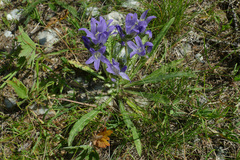 Campanula spicata