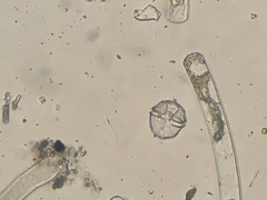 Miozoa