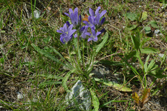 Campanula spicata