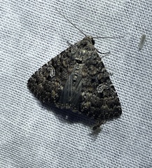 Condica aroana