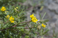 Medicago prostrata