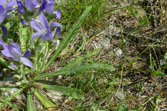 Campanula spicata