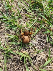 Neosparassus patellatus