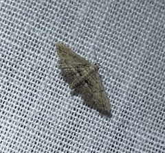 Araeopteron canescens