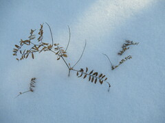 Vicia nervata