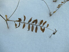 Vicia nervata