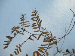 Vicia nervata