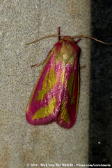 Timora leucosticta