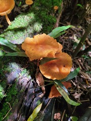 Heimiomyces velutipes