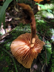 Heimiomyces velutipes